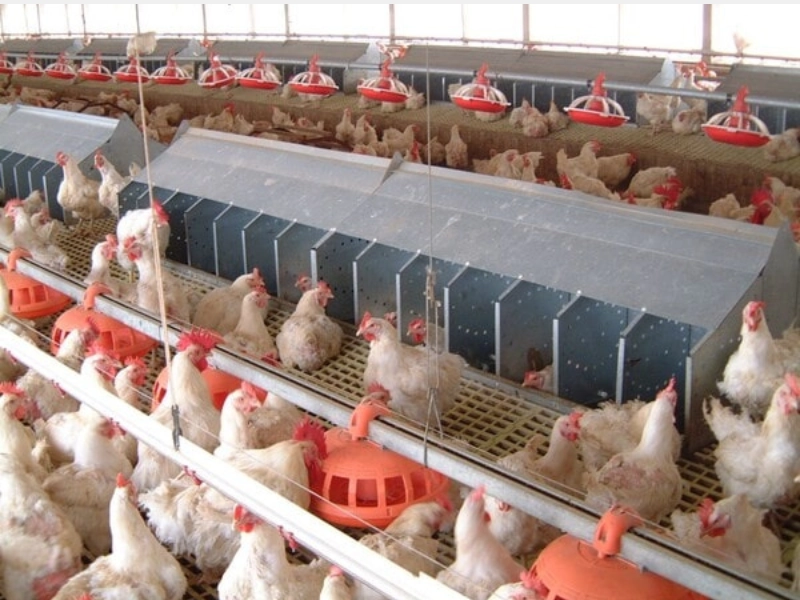 Công nhân chăn nuôi - Vệ sinh chuồng trại, dụng cụ và xử lý môi trường Công nhân chăn nuôi - Vệ sinh chuồng trại, dụng cụ và xử lý môi trường