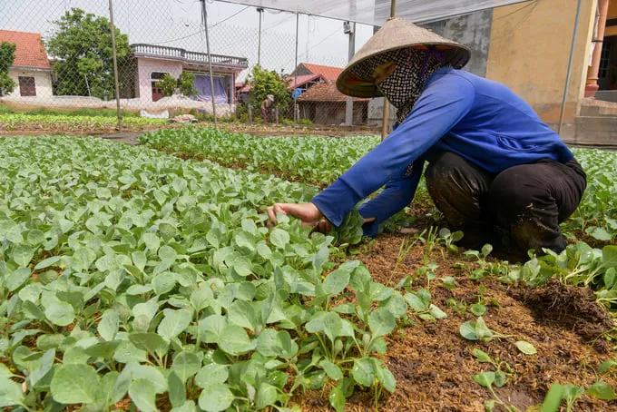 Nhân viên làm vườn - Dụng cụ, máy móc và an toàn lao động Nhân viên làm vườn - Dụng cụ, máy móc và an toàn lao động