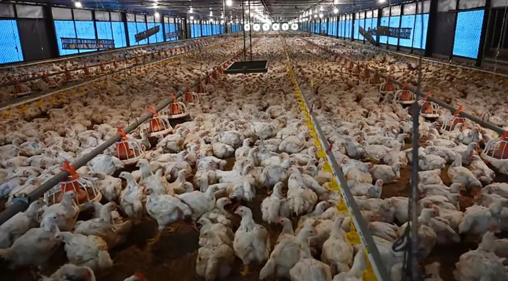 Công nhân chăn nuôi - Làm tại trang trại tập trung hoặc khu chăn nuôi hộ gia đình Công nhân chăn nuôi - Làm tại trang trại tập trung hoặc khu chăn nuôi hộ gia đình