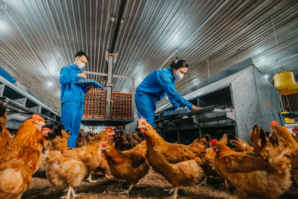 Công nhân chăn nuôi - Thưởng năng suất và lộ trình tăng lương Công nhân chăn nuôi - Thưởng năng suất và lộ trình tăng lương