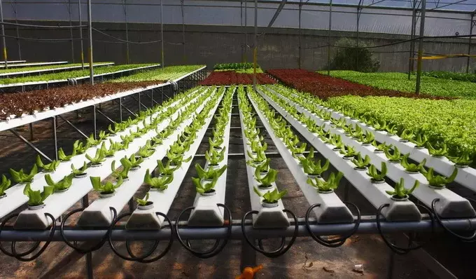 Tuyển nam nữ làm vườn - Kinh nghiệm có bắt buộc không Tuyển nam nữ làm vườn - Kinh nghiệm có bắt buộc không