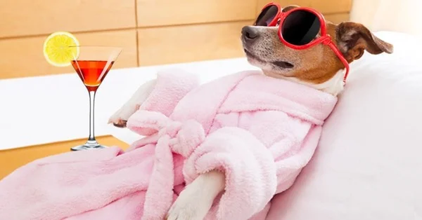 Tất tần tật dịch vụ spa thú cưng có thể bạn chưa biết -