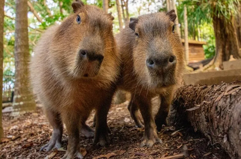 Capybara - Tại sao chúng trông lúc nào cũng “chill”? Capybara - Tại sao chúng trông lúc nào cũng “chill”?
