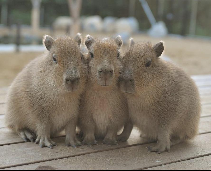 Capybara - Capybara là con gì và sống ở đâu? Capybara - Capybara là con gì và sống ở đâu?