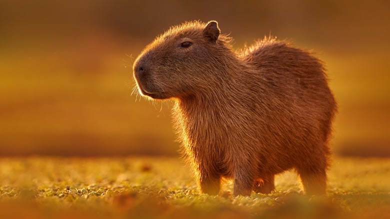 Capybara - Vì sao Capybara trở thành hiện tượng internet? Capybara - Vì sao Capybara trở thành hiện tượng internet?